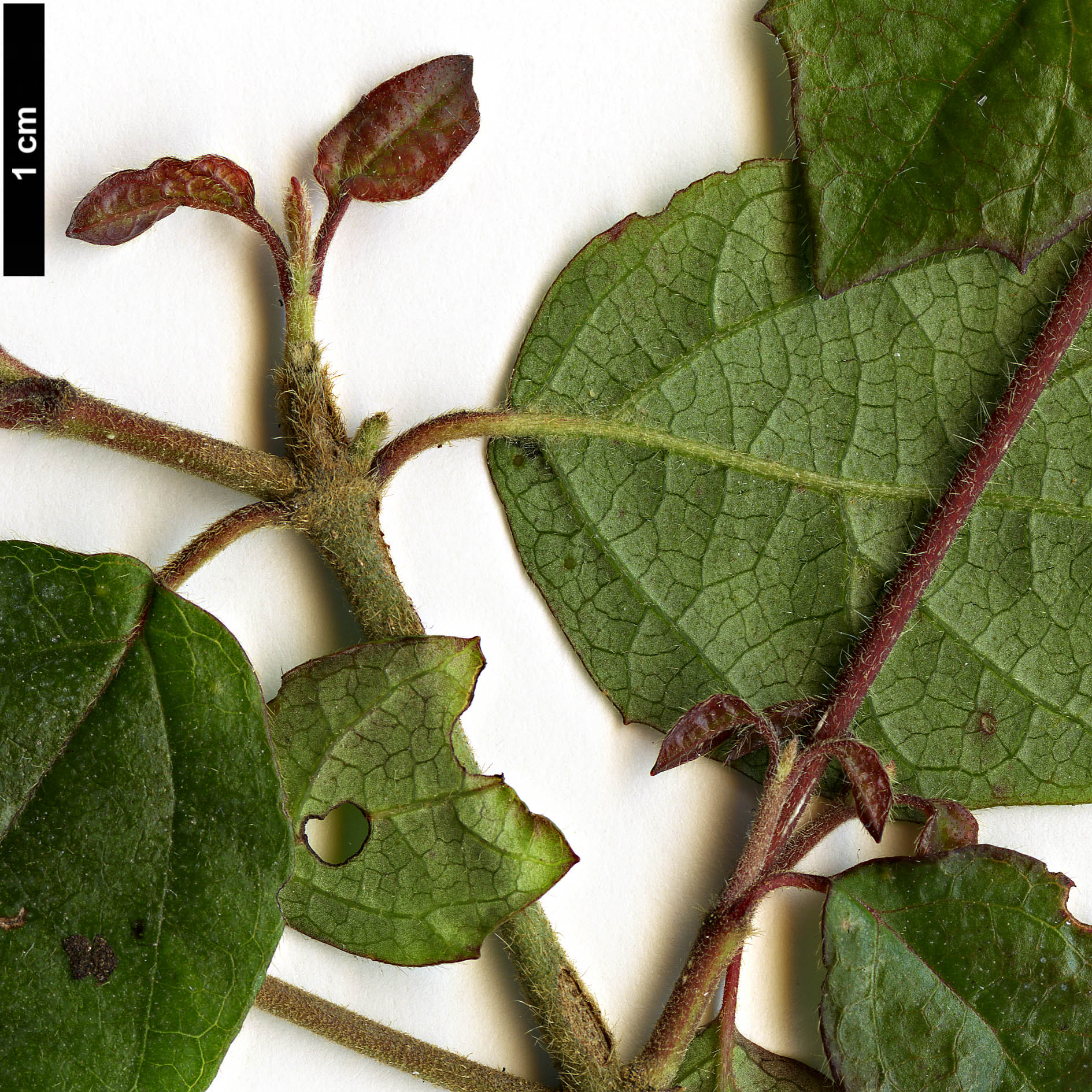 High resolution image: Family: Adoxaceae - Genus: Viburnum - Taxon: luzonicum